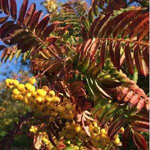 Direct Plants Sorbus Autumn Spire Tree 6ft Tall Supplied in a 12 Litre Pot by Directplants in Green Green Direct Plants Sorbus Autumn Spire Tree 6ft Tall Supplied in a 12 Litre Pot by Directplants in Green Green
