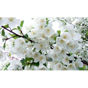 Direct Plants Malus Snowcloud Crab Apple Tree 6ft Tall Supplied in a 12 Litre Pot by Directplants in Green Green Direct Plants Malus Snowcloud Crab Apple Tree 6ft Tall Supplied in a 12 Litre Pot by Directplants in Green Green