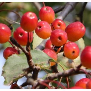 Direct Plants Malus Rudolph Crab Apple Tree 6ft Tall Supplied in a 12 Litre Pot by Directplants in Green Green Direct Plants Malus Rudolph Crab Apple Tree 6ft Tall Supplied in a 12 Litre Pot by Directplants in Green Green