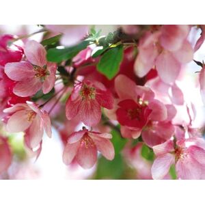 Direct Plants Malus Indian Magic Tree 6ft Tall Supplied in a 12 Litre Pot by Directplants in Green Green Direct Plants Malus Indian Magic Tree 6ft Tall Supplied in a 12 Litre Pot by Directplants in Green Green