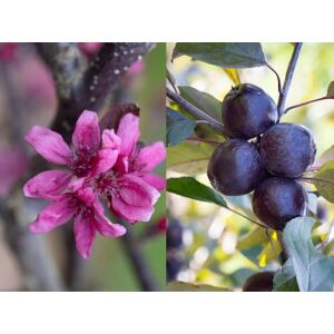 Direct Plants Malus Roberts Red Crab Apple Tree 6ft Tall Supplied in a 12 Litre Pot by Directplants in Green Green Direct Plants Malus Roberts Red Crab Apple Tree 6ft Tall Supplied in a 12 Litre Pot by Directplants in Green Green