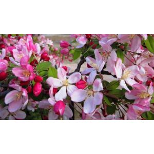 Direct Plants Malus Pink Perfection Crab Apple Tree 6ft Tall Supplied in a 12 Litre Pot by Directplants in Green Green Direct Plants Malus Pink Perfection Crab Apple Tree 6ft Tall Supplied in a 12 Litre Pot by Directplants in Green Green