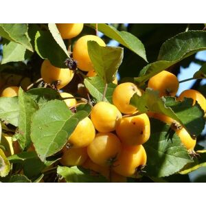 Direct Plants Malus Butterball Crab Aplle Fruit Tree 6ft Tall Supplied in a 12 Litre Pot by Directplants in Green Green Direct Plants Malus Butterball Crab Aplle Fruit Tree 6ft Tall Supplied in a 12 Litre Pot by Directplants in Green Green