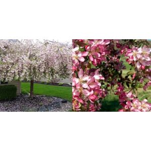 Direct Plants Malus Weeping Candied Apple Fruit Tree 6ft Tall Supplied in a 12 Litre Pot by Directplants in Red Red Direct Plants Malus Weeping Candied Apple Fruit Tree 6ft Tall Supplied in a 12 Litre Pot by Directplants in Red Red