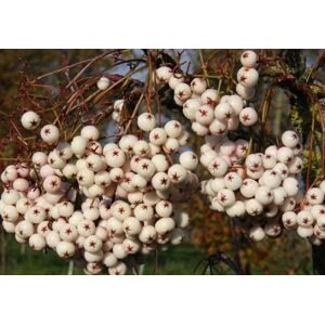 Direct Plants Sorbus Cashmeriana Mountain Ash Tree 6ft Tall Supplied in a 12 Litre Pot by Directplants in Green Green Direct Plants Sorbus Cashmeriana Mountain Ash Tree 6ft Tall Supplied in a 12 Litre Pot by Directplants in Green Green