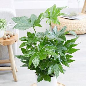 Primrose Fatsia Japonica Japanese Aralia Indoor 60cm Plant 17cm Pot in Green Green Primrose Fatsia Japonica Japanese Aralia Indoor 60cm Plant 17cm Pot in Green Green