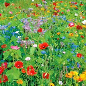Pegdev 1kg English Meadow Wildflower Seed Mix Colour Boost for Vibrant Gardens Multicolor Pegdev 1kg English Meadow Wildflower Seed Mix Colour Boost for Vibrant Gardens Multicolor
