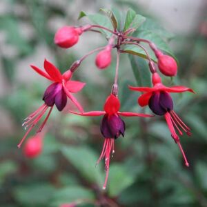 Plant Theory Mrs Popple Hardy Fuchsia Outdoor Shrub Plant Fuchsia Flowering Fairies 2L Pot in Green Green Plant Theory Mrs Popple Hardy Fuchsia Outdoor Shrub Plant Fuchsia Flowering Fairies 2L Pot in Green Green