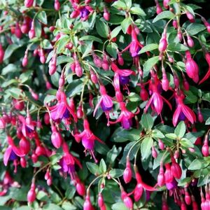 Plant Theory Tom Thumb Hardy Fuchsia Outdoor Shrub Plant Fuchsia 2L Pot in Green Green Plant Theory Tom Thumb Hardy Fuchsia Outdoor Shrub Plant Fuchsia 2L Pot in Green Green