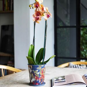 Royal Botanic Gardens Kew Kew Temperate House 14Cm Planter w/ Saucer 14Cm Metal Detachable Saucer Light Weight Premium Quality 2 Sizes Navy Royal Botanic Gardens Kew Kew Temperate House 14Cm Planter w/ Saucer 14Cm Metal Detachable Saucer Light Weight Premium Quality 2 Sizes Navy