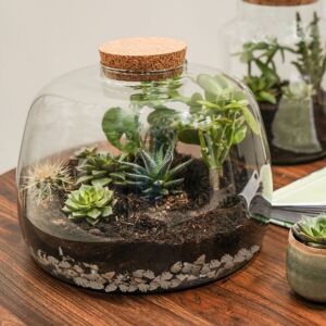 Ivyline Bowl Shape Large Terrarium DIY Kit H23cm D30cm- Perfect for gifting in Clear Clear Ivyline Bowl Shape Large Terrarium DIY Kit H23cm D30cm- Perfect for gifting in Clear Clear