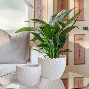 Royal Botanic Gardens Kew Kew Botanical Textured White Planter H17cm D21cm Ceramic Textured Premium Quality White Royal Botanic Gardens Kew Kew Botanical Textured White Planter H17cm D21cm Ceramic Textured Premium Quality White