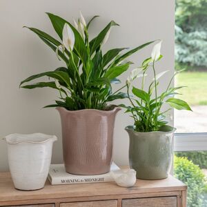 Ivyline Camellia Sage Scalloped Edge Planter H25cm D26cm Hand Finished Made in Europe in Green Green Ivyline Camellia Sage Scalloped Edge Planter H25cm D26cm Hand Finished Made in Europe in Green Green