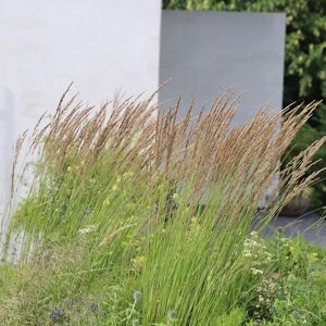 Plant Theory Karl Foerster Feather Reed Grass Calamagrostis Acutiflora Outdoor Plant 2L Pot in Green Green Plant Theory Karl Foerster Feather Reed Grass Calamagrostis Acutiflora Outdoor Plant 2L Pot in Green Green