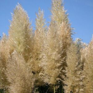 Plant Theory Pumila Pampas Grass Cortaderia Selloana Outdoor Ornamental Plant 2L Pot in Green Green Plant Theory Pumila Pampas Grass Cortaderia Selloana Outdoor Ornamental Plant 2L Pot in Green Green