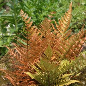 Plant Theory Buckler Fern Dryopteris Erythrosora Hardy Outdoor Ferns Jungle Plant 2L Pot in Green Green Plant Theory Buckler Fern Dryopteris Erythrosora Hardy Outdoor Ferns Jungle Plant 2L Pot in Green Green