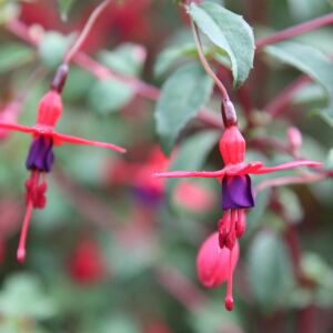 Plant Theory Riccartonii Hardy Fuchsia Outdoor Shrub Plant Fuchsia Fairy Flowers 2L Pot in Green Green Plant Theory Riccartonii Hardy Fuchsia Outdoor Shrub Plant Fuchsia Fairy Flowers 2L Pot in Green Green