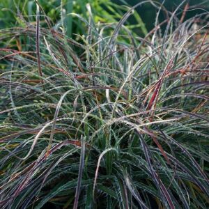 Plant Theory Snowy Woodrush Grass Luzula Nivea Outdoor Ornamental Plant 2L Pot in Green Green Plant Theory Snowy Woodrush Grass Luzula Nivea Outdoor Ornamental Plant 2L Pot in Green Green