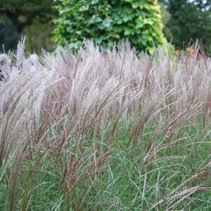Plant Theory Kleine Silberspinne Chinese Silver Grass Miscanthus Sinensis Outdoor Plant 2L in Green Green Plant Theory Kleine Silberspinne Chinese Silver Grass Miscanthus Sinensis Outdoor Plant 2L in Green Green