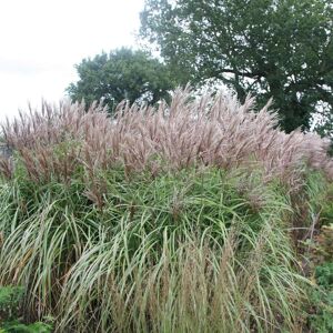 Plant Theory Malepartus Chinese Silver Grass Miscanthus Sinensis Outdoor Ornamental Plant 2L in Green Green Plant Theory Malepartus Chinese Silver Grass Miscanthus Sinensis Outdoor Ornamental Plant 2L in Green Green