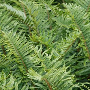 Plant Theory Sword Fern Polystichum Munitum Hardy Outdoor Ferns Jungle Plant 2L Pot in Green Green Plant Theory Sword Fern Polystichum Munitum Hardy Outdoor Ferns Jungle Plant 2L Pot in Green Green
