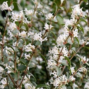 Plant Theory Osmanthus Outdoor Shrub Plant Osmanthus x Burkwoodii Garden Plants 2L Pot in Green Green Plant Theory Osmanthus Outdoor Shrub Plant Osmanthus x Burkwoodii Garden Plants 2L Pot in Green Green