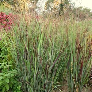 Plant Theory Shenandoah Switch Grass Panicum Virgatum Outdoor Ornamental Plant 2L Pot in Green Green Plant Theory Shenandoah Switch Grass Panicum Virgatum Outdoor Ornamental Plant 2L Pot in Green Green