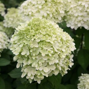 Plant Theory Limelight Outdoor Shrub Plant Hydrangea Paniculata Flowering Plants 2L Pot in Green Green Plant Theory Limelight Outdoor Shrub Plant Hydrangea Paniculata Flowering Plants 2L Pot in Green Green