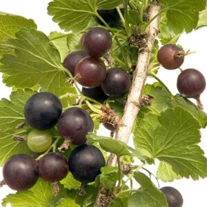 Plant Theory Jostaberry Fruit Bush Ribes Fruiting Berry Shrub Plant 3L Pot in Green Green Plant Theory Jostaberry Fruit Bush Ribes Fruiting Berry Shrub Plant 3L Pot in Green Green