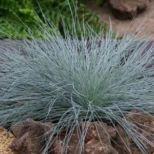 Plant Theory Intense Blue Fescue Festuca Glauca Outdoor Ornamental Plant 2L Pot in Green Green Plant Theory Intense Blue Fescue Festuca Glauca Outdoor Ornamental Plant 2L Pot in Green Green