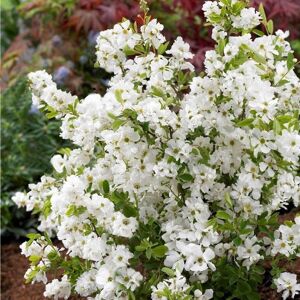 Plant Theory Niagara Pearl Bush Outdoor Shrub Plant Exochorda x Macrantha 2L Pot in Green Green Plant Theory Niagara Pearl Bush Outdoor Shrub Plant Exochorda x Macrantha 2L Pot in Green Green
