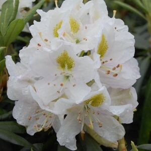 Plant Theory Madame Masson Outdoor Shrub Plant Rhododendron Garden Tree Bush 5L Pot in Green Green Plant Theory Madame Masson Outdoor Shrub Plant Rhododendron Garden Tree Bush 5L Pot in Green Green