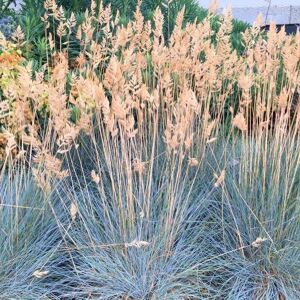 Plant Theory Elijah Blue Grass Festuca Glauca Outdoor Ornamental Plant 2L Pot in Green Green Plant Theory Elijah Blue Grass Festuca Glauca Outdoor Ornamental Plant 2L Pot in Green Green