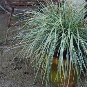 Plant Theory Everest Sedge Grass Carex Oshimensis Outdoor Ornamental Plant 2L Pot in Green Green Plant Theory Everest Sedge Grass Carex Oshimensis Outdoor Ornamental Plant 2L Pot in Green Green