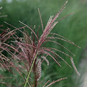 Plant Theory Ferner Osten Chinese Silver Grass Miscanthus Sinensis Outdoor Plants 2L Pot in Green Green Plant Theory Ferner Osten Chinese Silver Grass Miscanthus Sinensis Outdoor Plants 2L Pot in Green Green
