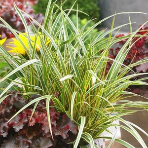 Plant Theory Everglow Sedge Grass Carex Morrowii Boott Outdoor Ornamental Plant 2L Pot in Green Green Plant Theory Everglow Sedge Grass Carex Morrowii Boott Outdoor Ornamental Plant 2L Pot in Green Green