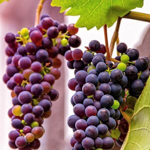 Plant Theory Red Grape Einset Seedless Fruit Bush Vitis Vinifera Shrub Plant 2L Pot 60cm in Green Green Plant Theory Red Grape Einset Seedless Fruit Bush Vitis Vinifera Shrub Plant 2L Pot 60cm in Green Green