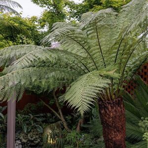 Plant Theory Tree Fern Dicksonia Antarctica Hardy Outdoor Ferns Jungle Plant 1.2m Trunk in Green Green Plant Theory Tree Fern Dicksonia Antarctica Hardy Outdoor Ferns Jungle Plant 1.2m Trunk in Green Green