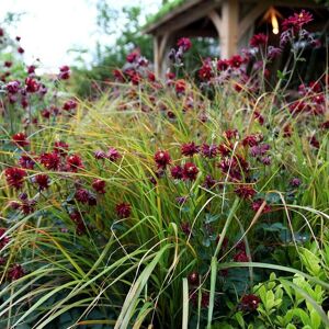 Plant Theory Pheasant's Tail Grass Anemanthele Lessoniana Outdoor Ornamental Plant 2L Pot in Green Green Plant Theory Pheasant's Tail Grass Anemanthele Lessoniana Outdoor Ornamental Plant 2L Pot in Green Green