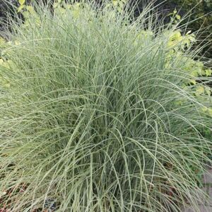 Plant Theory Morning Light Silver Grass Miscanthus Sinensis Outdoor Ornamental Plant 2L Pot in Green Green Plant Theory Morning Light Silver Grass Miscanthus Sinensis Outdoor Ornamental Plant 2L Pot in Green Green