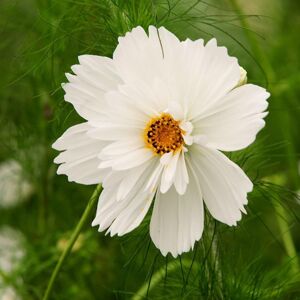 Plant Theory Cosmos Bipinnatus Fizzy White Cosmos Flower Seeds Approx 100 Seeds in Natural Natural Plant Theory Cosmos Bipinnatus Fizzy White Cosmos Flower Seeds Approx 100 Seeds in Natural Natural