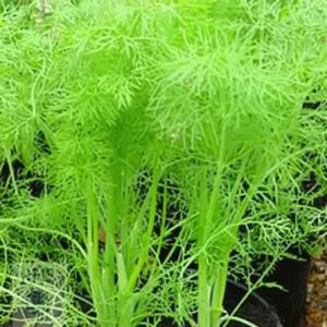 Plant Theory Fennel Foeniculum Vulgare Herb Seeds Approx 200 Seeds in Natural Natural Plant Theory Fennel Foeniculum Vulgare Herb Seeds Approx 200 Seeds in Natural Natural