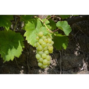 Direct Plants Grape Vine Vitis Vroege Van Der Laan 3-4ft Tall Supplied in a 3 Litre Pot in Green Green Direct Plants Grape Vine Vitis Vroege Van Der Laan 3-4ft Tall Supplied in a 3 Litre Pot in Green Green