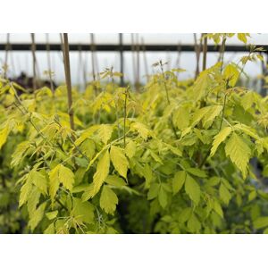 Direct Plants Acer Negundo Kellys Gold Maple Tree 5-6ft Supplied in a 7.5 Litre Pot in Green Green Direct Plants Acer Negundo Kellys Gold Maple Tree 5-6ft Supplied in a 7.5 Litre Pot in Green Green