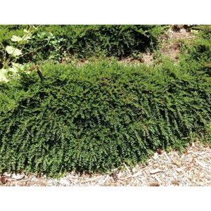 Direct Plants Ground Cover Garden Border Mix Large Mature Plants Supplied in 3 Litre Pots - Pack of 12 in Green Green Direct Plants Ground Cover Garden Border Mix Large Mature Plants Supplied in 3 Litre Pots - Pack of 12 in Green Green