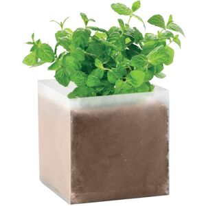 MidOcean Mint Herb Seeds in Beige Beige MidOcean Mint Herb Seeds in Beige Beige