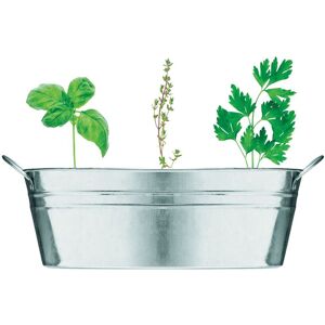 MidOcean Herb Seeds Plant Pot in Silver Silver MidOcean Herb Seeds Plant Pot in Silver Silver