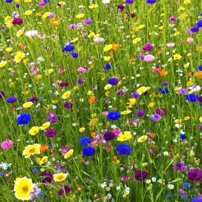 Pegdev 500g Heritage Wild Meadow Flower Seed Mix for Bees & Butterflies Multicolor Pegdev 500g Heritage Wild Meadow Flower Seed Mix for Bees & Butterflies Multicolor