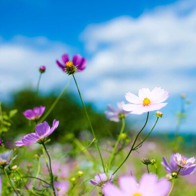 Pegdev 250g Hedgerow Wild Flower & Grass Seed Mix for Meadow Gardens Multicolor Pegdev 250g Hedgerow Wild Flower & Grass Seed Mix for Meadow Gardens Multicolor
