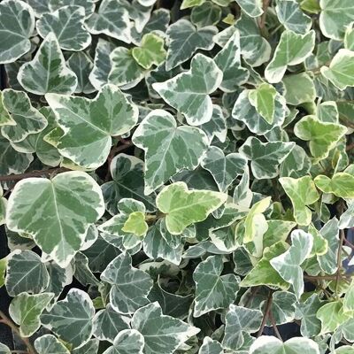 Primrose Hedera Helix White Wonder English Ivy Or Common Ivy 8.5cm Pot Climbing Plants in Green Green Primrose Hedera Helix White Wonder English Ivy Or Common Ivy 8.5cm Pot Climbing Plants in Green Green